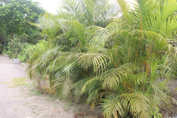 Planta Palma Areca Granja Para Venta Son Cultivos Comerciales — Foto de Stock
