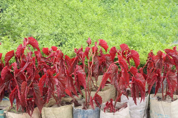 Angel Sayap Tanaman Daun Begonia Pertanian Untuk Dijual Adalah Tanaman — Stok Foto