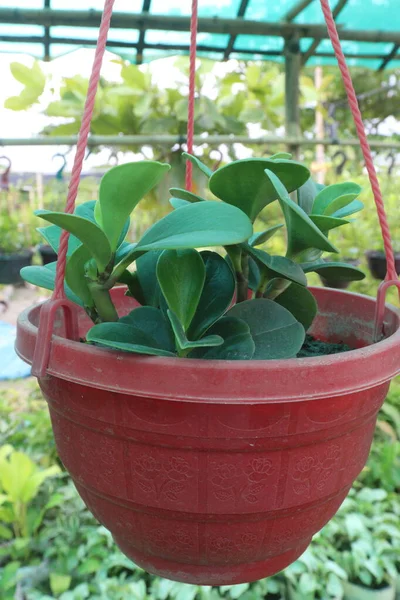 Baby Rubber Plant Hanging Pot Farm Sell Cash Crops — Stock Photo, Image