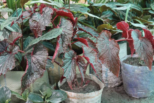 Angel Vleugel Begonia Blad Plant Boerderij Verkopen Zijn Cash Gewassen — Stockfoto