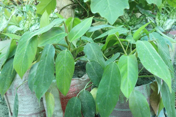 Philodendron Rüschen Philly Blatt Pflanze Auf Bauernhof Verkaufen Sind Cash — Stockfoto