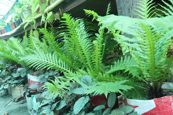 Fern Plant on farm for harvest are cash crops