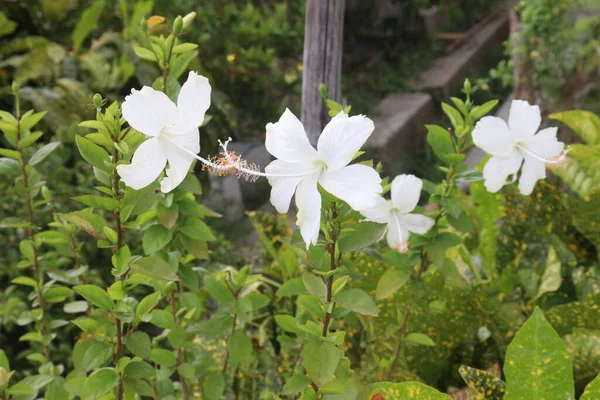 Biały Kolor Buta Blackplant Kwiat Ogrodzie Zbiorów Upraw Pieniężnych — Zdjęcie stockowe