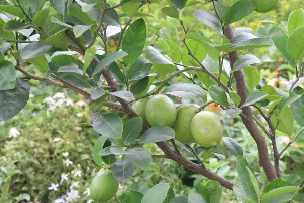 Лимон Дереве Ферме Сбора Урожая Являются Товарные Культуры — стоковое фото