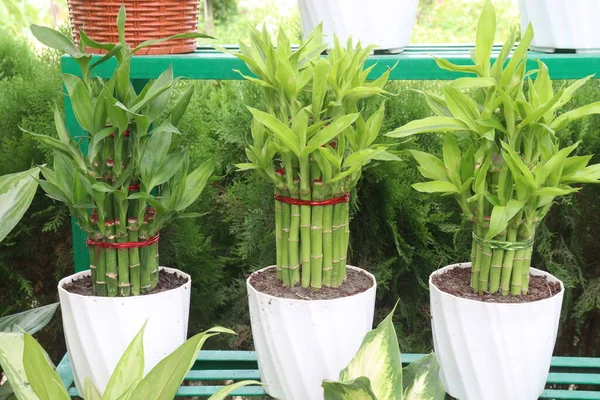 Lucky Bamboo Braided Tower plant on farm for harvest are cash crops