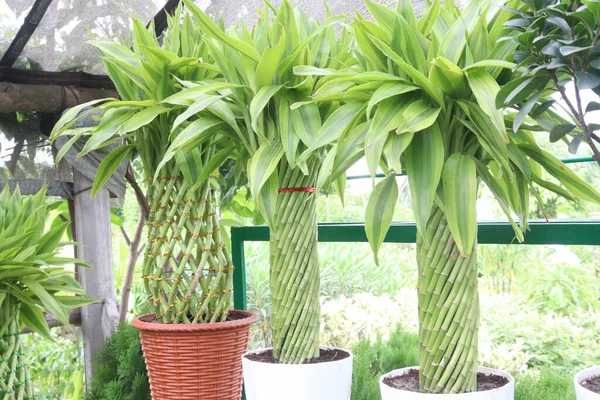 Lucky Bamboo Braided Tower plant on farm for harvest are cash crops
