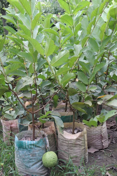 Guava Grafted Pot Gazdaságban Betakarítás Készpénz Növények — Stock Fotó