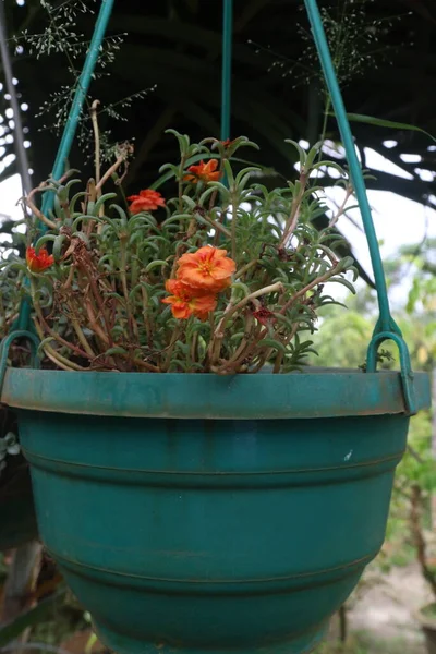Цветок Мха Розы Подвешенном Горшке Ферме Сбора Урожая Товарные Культуры — стоковое фото