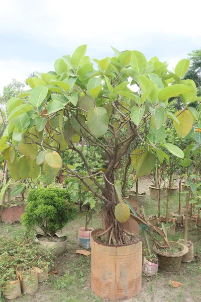 banyan Bonsai tree on nursery for harvest are cash crops