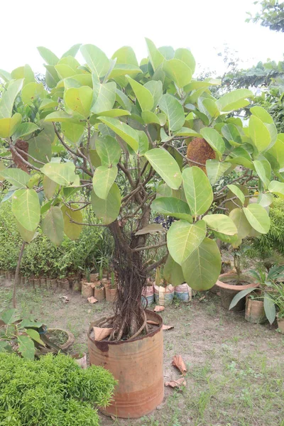 Banyan Bonsai Strom Školce Pro Sklizeň Jsou Peněžní Plodiny — Stock fotografie