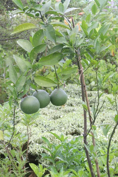 Zitrusfrüchte Die Für Die Ernte Baum Hängen Sind Cash Crops — Stockfoto
