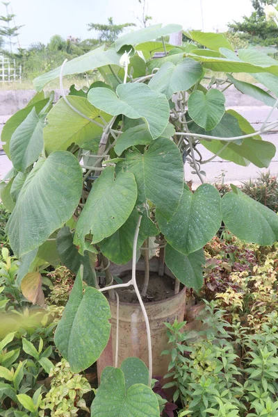 Planta Flor Enredadera Elefante Granja Para Cosecha Son Cultivos Comerciales — Foto de Stock