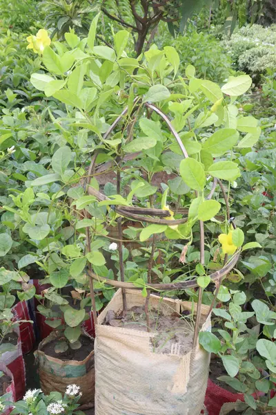 Allamanda Planta Flores Vid Maceta Granja Para Venta Son Cultivos — Foto de Stock