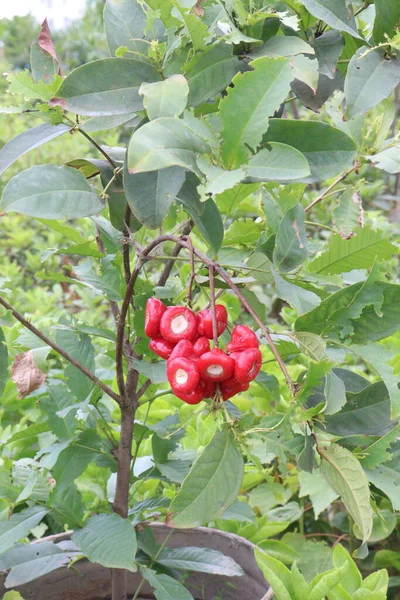 Czerwony Jamrul Drzewie Gospodarstwie Sprzedaż Uprawy Gotówkowe — Zdjęcie stockowe