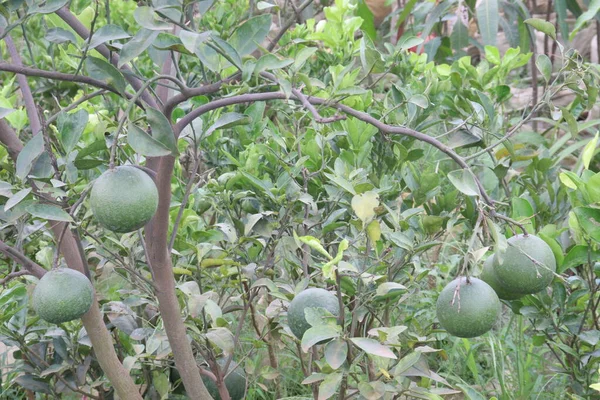 Limón Cítrico Colgando Del Árbol Granja Para Cosecha Son Cultivos — Foto de Stock