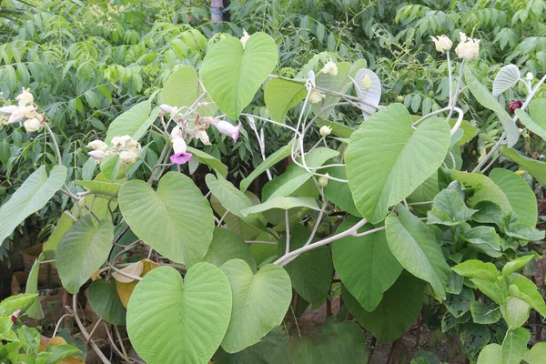 Elefánt Kúszó Virág Növény Gazdaságban Betakarítás Céljából Készpénz Növények — Stock Fotó