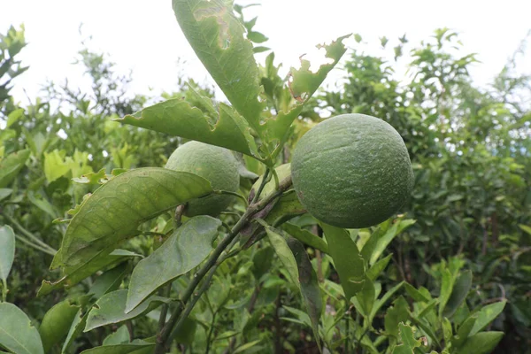 収穫のための農場の木にぶら下がっている柑橘類のレモンは現金作物です — ストック写真