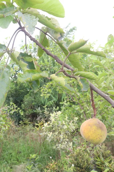 Santol in tree on farm, are good source of iron, which is a mineral that can help move oxygen in the blood and fiber, which can help regulate digestion, and contain calcium, phosphorus, and vitamin C