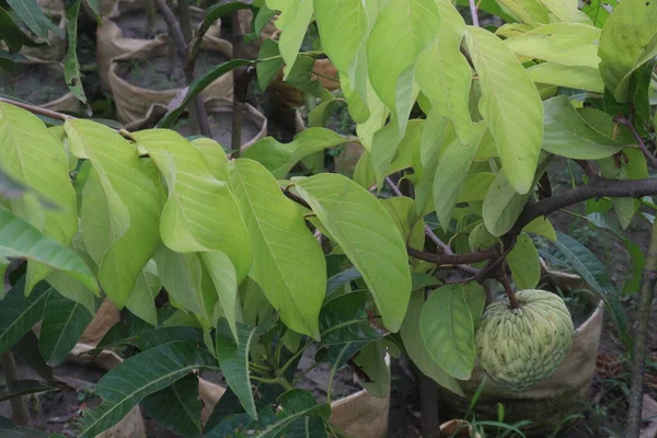 Manzana Natillas Árbol Granja Para Cosecha Son Cultivos Comerciales — Foto de Stock