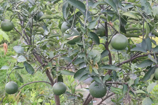 Limão Cítrico Pendurado Árvore Fazenda Para Colheita São Culturas Dinheiro — Fotografia de Stock