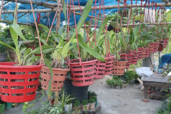Oncidium Sharry Planta Flor Bebê Pendurado Pote Fazenda Para Vender — Fotografia de Stock