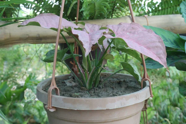 Arrowhead plant leaf plant on hanging pot in farm for harvest are cash crops