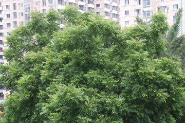 Bahçedeki Azadirachta Indica Ağacı 'nın mantar ve antibakteriyel özellikleri kepekleri yok eder ve saçlarınızı güçlendirir. Neem yağı acıyı azaltabilir.