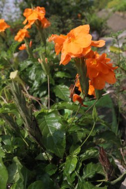 Çiftlikteki Crossandra infundibuliforis çiçek bitkisi nakit mahsulü, Çiçek ateş, baş ağrısı, aperatif, acı gibi çeşitli durumları tedavi edebilir.