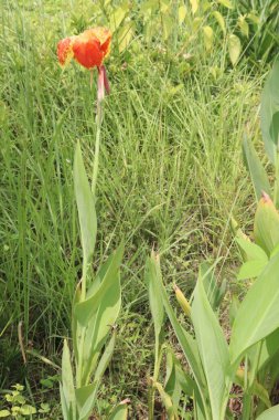 Nilüfer çiçekleri satılamaz. Nakit ürünler satılır. Antibakteriyel, antimikrobik, antiviral, antiviral, diyabetik, anti-ishal, antiinflamatuar ürünleri etkileyebilir.