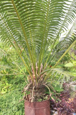 Satılık Cycas Circinalis ağacı bitkisi nakit mahsulü kabuk ve tohum yağı yara ve şişkinlikler için kullanılır hassas yapraklar gaz zehirlenmesini ve kusmayı tedavi eder.