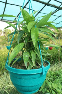Çiftlikteki Dracaena Surculosa Maculata yaprağı satılık.