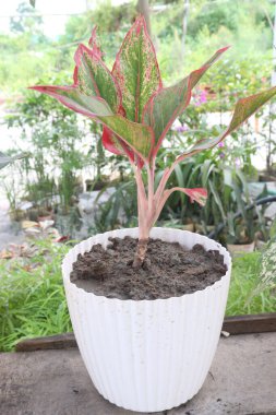 Aglaonema ağacı çiftlikte satışta, kapalı hava kirleticilerini ve toksinleri filtreleyebilir.