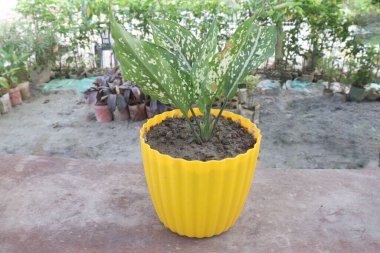 Aglaonema Pamuk Prenses tarlada satılıyor. Nakit ürünleri var. Benzen gibi zehirli gazları havadan temizliyor.