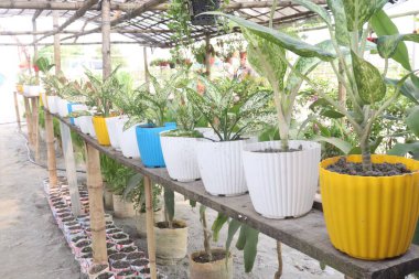 Aglaonema Pamuk Prenses tarlada satılıyor. Nakit ürünleri var. Benzen gibi zehirli gazları havadan temizliyor.