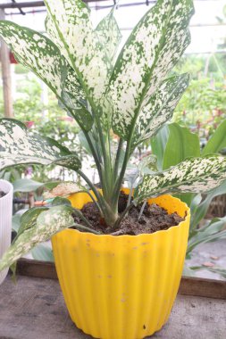 Aglaonema Pamuk Prenses tarlada satılıyor. Nakit ürünleri var. Benzen gibi zehirli gazları havadan temizliyor.