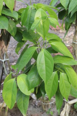 Çiftlikteki diploptery cabrerana çiçek fabrikası nakit mahsulüdür.