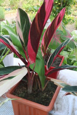 Çiftlikteki Calathea Triostar yaprak fabrikası satılık nakit ürünleri hava temizleyicisi, yatıştırıcı uyku zamanı atmosferleri ya da ferahlatıcı oturma odası ortamları olabilir.