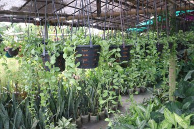 Çiftlikteki Dischidia yaprağı bitkisi nakit mahsulüdür. Kurak ya da kurak iklimlerde yaşayanlar için yararlı olabilecek, çevredeki nem seviyelerinin artmasına yardımcı olabilir.