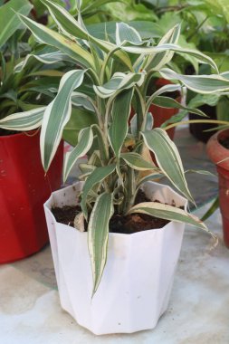 Çiftlikteki Dracaena parfümlü yaprak bitkisi nakit mahsulü. Hava arındırmada etkili ev bitkileri. Formaldehit, benzen, trikloretilen, karbondioksit...