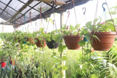 Çiftlikteki sarmaşık yaprakları satılık. Havayı temizleyebilir. Toksinleri emiyor, formaldehit emiyor, ksilen emiyor, benzen emiyor, karbon monoksit emiyor.