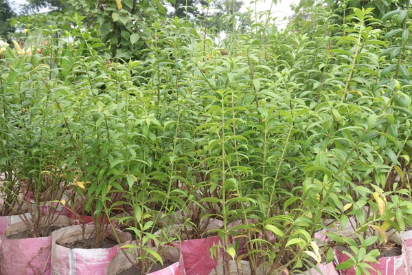 stock image Allamanda cathartica tree plant on farm for sell are cash crops it can treat liver tumors, jaundice, splenomegaly, and malaria