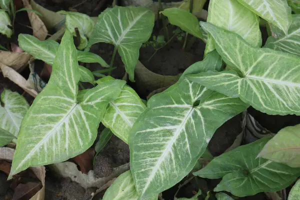 Arrowhead plants on farm for sell are cash crops and natural air purifiers that can filter out toxins such as formaldehyde, benzene, and trichloroethylene from the air