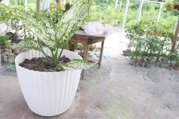 Aglaonema Snow White plant on pot in farm for sell are cash crops and It removes toxic gases like Benzene from air