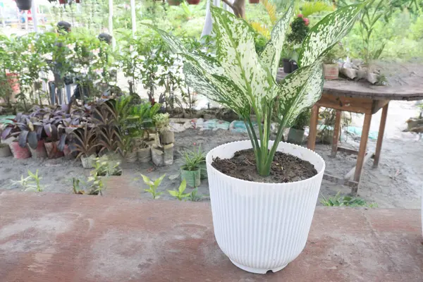 Aglaonema Snow White plant on pot in farm for sell are cash crops and It removes toxic gases like Benzene from air