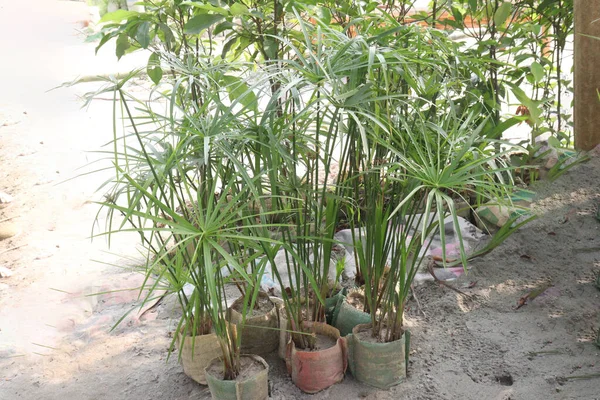 Cyperus alternifolius leaf plant are cash crops. it have Cyperus alternifolius, hepatoprotective, antibacterial, phytoremediation, antioxidant. can treat wounds, fevers, stomach