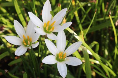 Beyaz Renkli Sonbahar Zephyrlyly bitkisi satışta nakit ürünleri karaciğer fonksiyonlarını geliştirebilir ve karaciğer sorunları olan insanlara yardım edebilir ve Hepatit sorunları