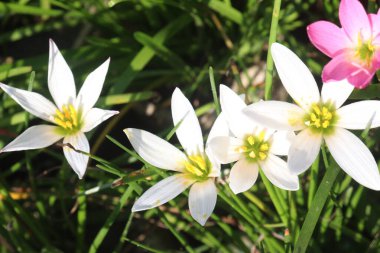 Beyaz Renkli Sonbahar Zephyrlyly bitkisi satışta nakit ürünleri karaciğer fonksiyonlarını geliştirebilir ve karaciğer sorunları olan insanlara yardım edebilir ve Hepatit sorunları