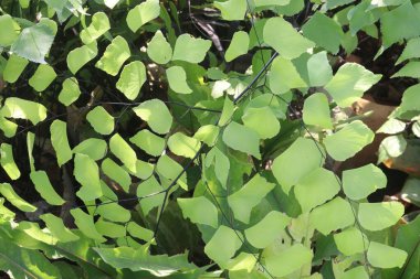 Çiftlikteki Adiantum trapeziforme yaprağı fabrikası nakit mahsulleri. Anti-diyabetik, anti-obezite, antikonvülsan, ağrı kesici, hipokolesterolemik, goitrojenik, anti-tiroidal...