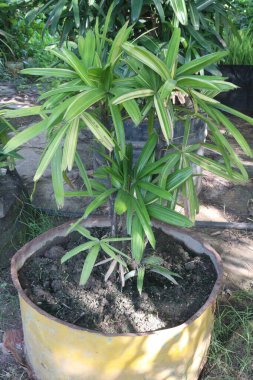 Broadleaf Lady Palm, amonyak, formaldehit, ksilen ve karbondioksit de dahil olmak üzere evdeki hava yoluyla bulaşan toksinleri temizlemeyi başardı.