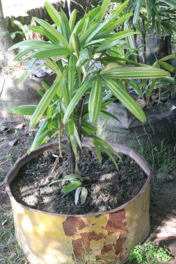 Broadleaf Lady Palm, amonyak, formaldehit, ksilen ve karbondioksit de dahil olmak üzere evdeki hava yoluyla bulaşan toksinleri temizlemeyi başardı.